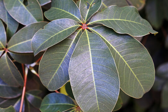 Queensland umbrella tree leaf or octopus tree leaf (Heptapleurum actinophyllum) 