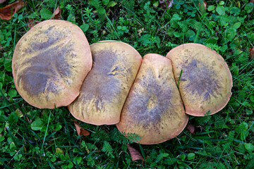 A hat mushroom, whose fruiting bodies have tubular caps, growing on the lawn of the square in the village of Iłowo Osada in warmia in Poland. © Jacek Sakowicz