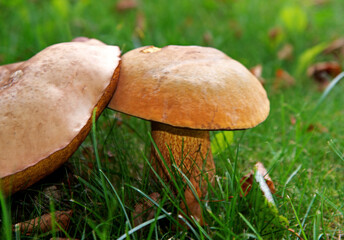 A hat mushroom, whose fruiting bodies have tubular caps, growing on the lawn of the square in the village of Iłowo Osada in warmia in Poland. © Jacek Sakowicz