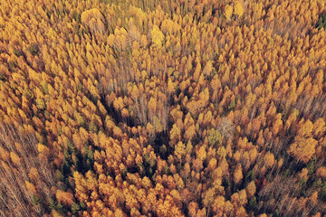 autumn forest landscape, view from a drone, aerial photography viewed from above in October park