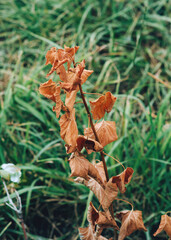 Dry plant in the garden. Diseased plant