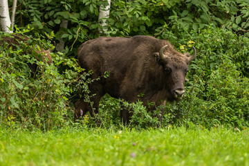 European Bison on the green meadow. The Bieszczady Mountains,  Carpathians. Poland.
