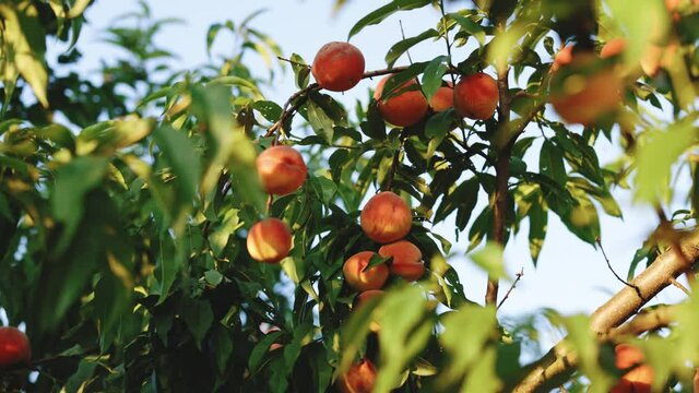 Peaches on a lush green peach tree. Natural, organic and delicious fruits. Nectarine is a kind of peach. Colorful fruit on tree ready to harvesting in summertime.
