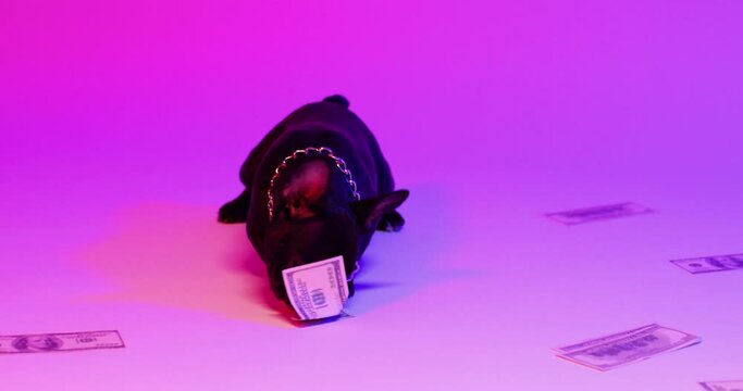 Full length view of the funny dark french bulldog playing with dollar banknotes while spending time at the photo studio. Cash and money concept