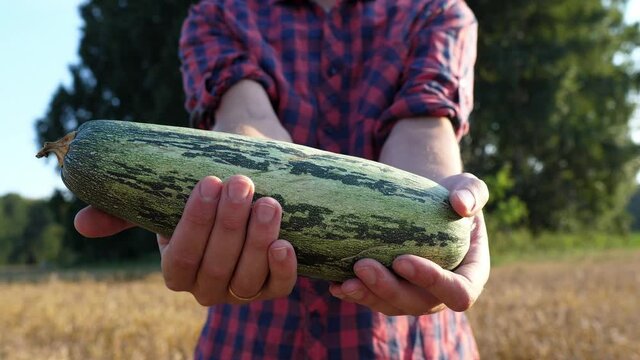 Close-up of a young farmer holding a vegetable marrow on a sunlight farm field. Harvest, vegetable garden.