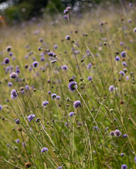 purple flower 