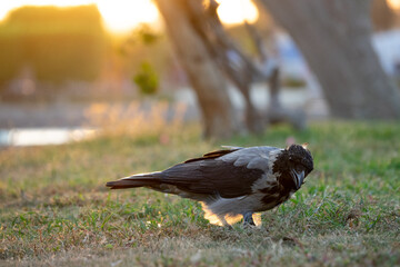 Crow and sundown 