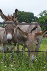 Naklejka na ściany i meble beautiful rare African mother donkey with his baby grazing flowers