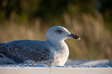 close up of a Seagull