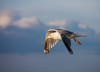 Seagull in flight