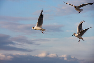 seagulls in flight