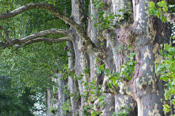 massive row of big trunks of century old plane trees