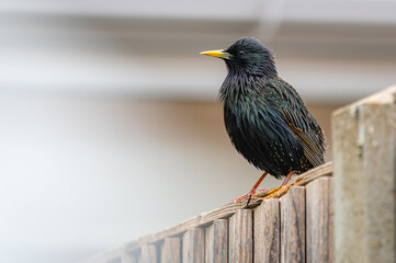 Male adult starling bird perched on a wooden fence