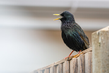 Male adult starling bird perched on a wooden fence