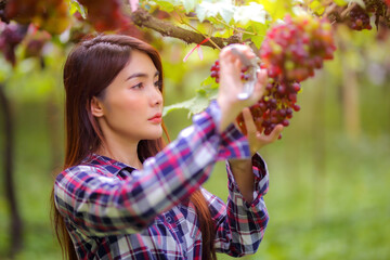 Beautiful women long hair wears a striped shirt and has a bucket next to it. Work in inspecting and harvesting bunch of grapes outdoors with scissor in vineyard.