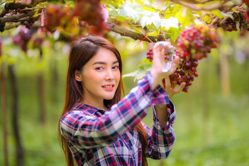 Obraz premium Beautiful women long hair wears a striped shirt and has a bucket next to it. Work in inspecting and harvesting bunch of grapes outdoors with scissor in vineyard.