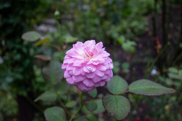 pink flowers in the garden