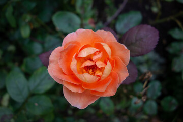 red rose in garden