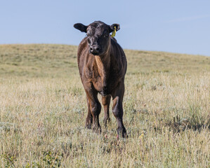 free range calf in the field