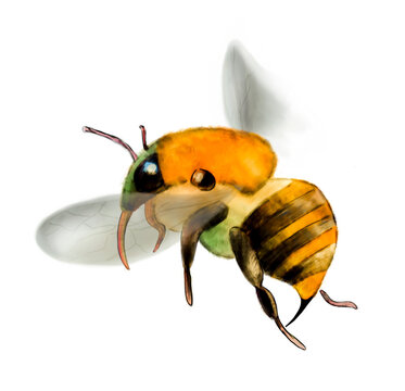 Illustration honeybee in flight, drawn, isolated 