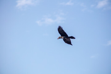 Fototapeta na wymiar A Crow Flying with Wings Spread in a Blue Sky