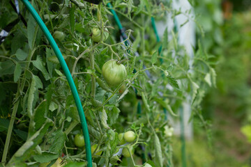 Green tomatoes ripen in the garden. Harvest. Agriculture. Clean eco-friendly product