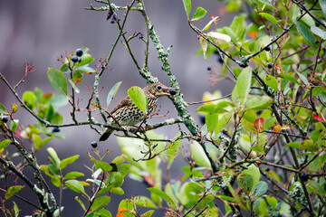 Song thrush (Lat. Turdus).
These are small songbirds from the order of passerines, widely...