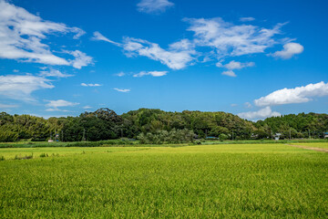 Fototapeta premium 田園風景