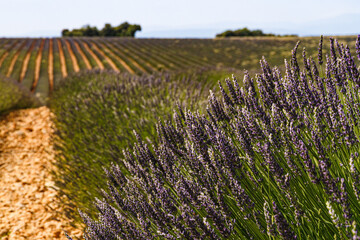 Frankreich, Provence, Lavendel