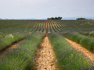 Frankreich, Provence, Lavendel