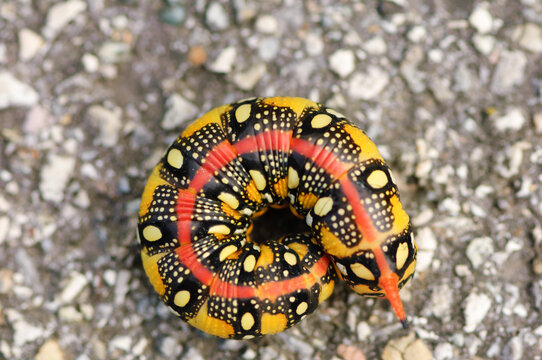 caterpillar of an Hyles euphorbiae, the spurge hawk-moth