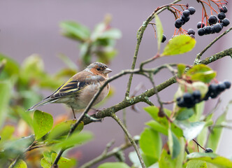 Chaffinch.
 A songbird of the finch family. The size is 14-18 cm. The plumage color is dominated by burgundy, brown, blue, gray, white, and green shades.