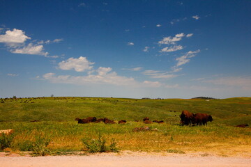 Fototapeta na wymiar Bison in Summer, Custer State Park, South Dakota