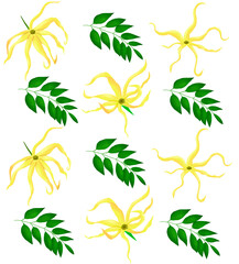 Fototapeta na wymiar Ylang-Ylang Beautiful tropical flowers poster flyer packaging Nature Exotic Plants