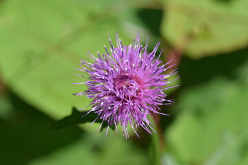 アザミ, cirsium