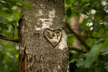 serce wycięte na drzewie