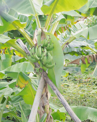 Group of Gros Michel Banana hanging on branch,