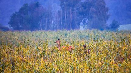 Sarna W Polu Kukurydzy  Z Młodym  © Wojciech Lisiński