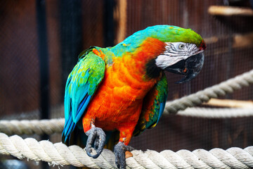 Araruna's macaw at the zoo. Blue-yellow portrait of a macaw parrot, on a blue background, taken close.