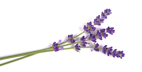 Lavender flowers - obrazy, fototapety, plakaty