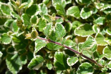 Swedish ivy Marginatus