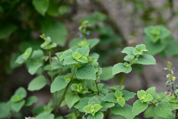 Lindenleaf sage