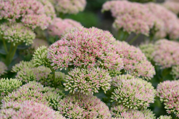 Obraz premium Stonecrop Herbstfreude