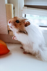 Golden Hamster in front of white background