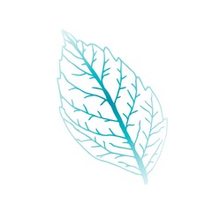 Simple vector drawing. Frosty winter leaf, veins. Seasonal design.