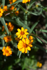 Narrowleaf zinnia