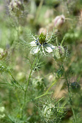 Love-in-a-mist Shorty Blue