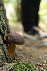 Bay bolete, imleria badia, mushroom growing on tree bark. Edible mushroom. Early autumn in polish forest, mushroom picking season. Natural background, copy space