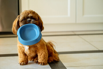 Hungry Shih Tzu puppy holding an empty bowl. Background with text space. 
