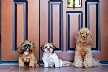 Dogs with leash waiting to go walkies near a door.